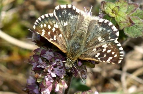 Réf. 251 640 : Pyrgus malvoides